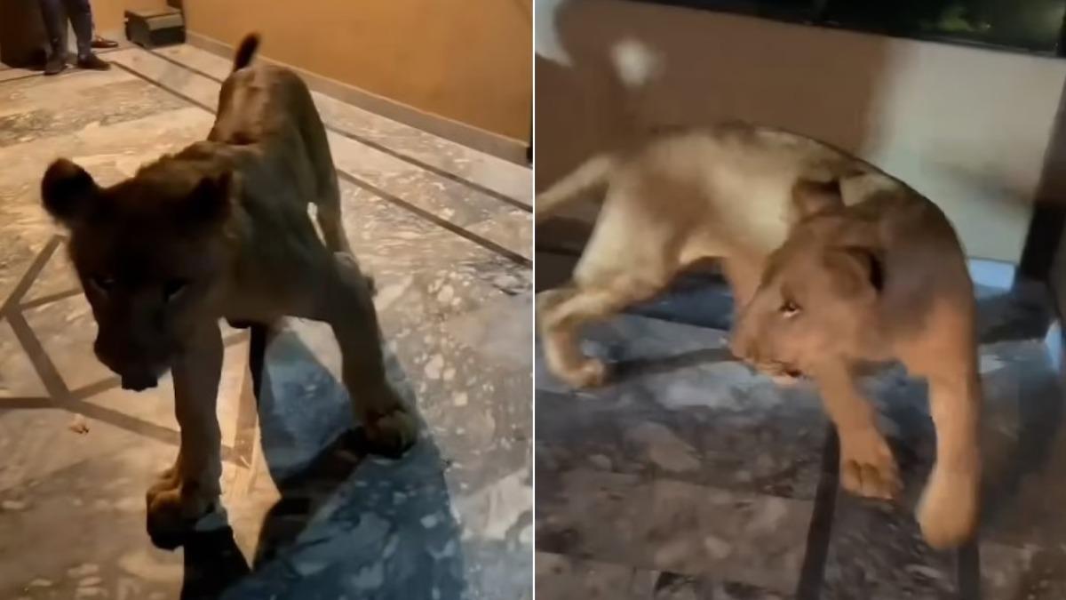 獅子鬆口後還繼續在房間裡來回走動。(圖/翻攝自Daily Mail)