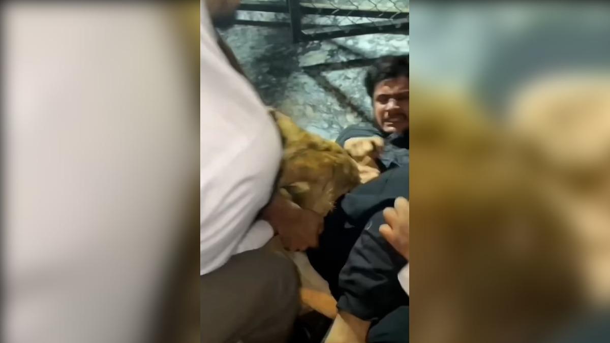 獅子突然發狂、開始攻擊男子,甚至死死咬住他的手。(圖/翻攝自Daily Mail)