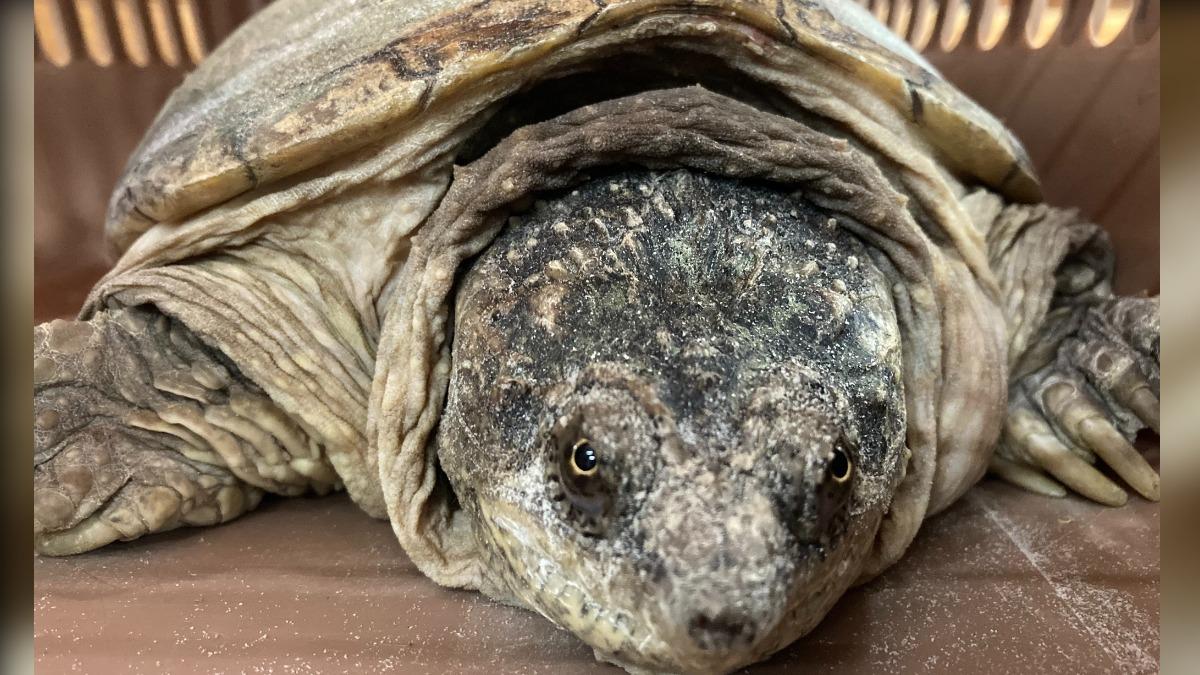 苗栗驚見兇猛鱷龜趴趴走!若無飼主領回 22日將開放認養