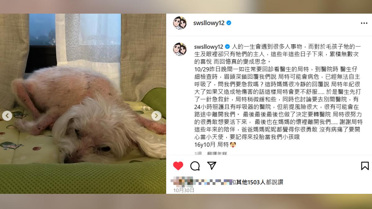 舒子晨愛犬居特上月底離世。(圖/翻攝自swsllowy12 IG)