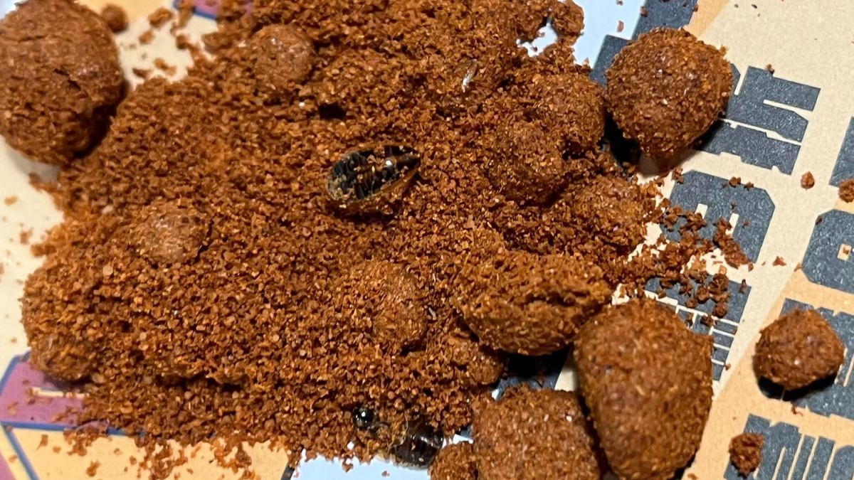 頂呱呱辣椒粉「結塊藏蟑螂」!北市衛生局稽查揪8大缺失