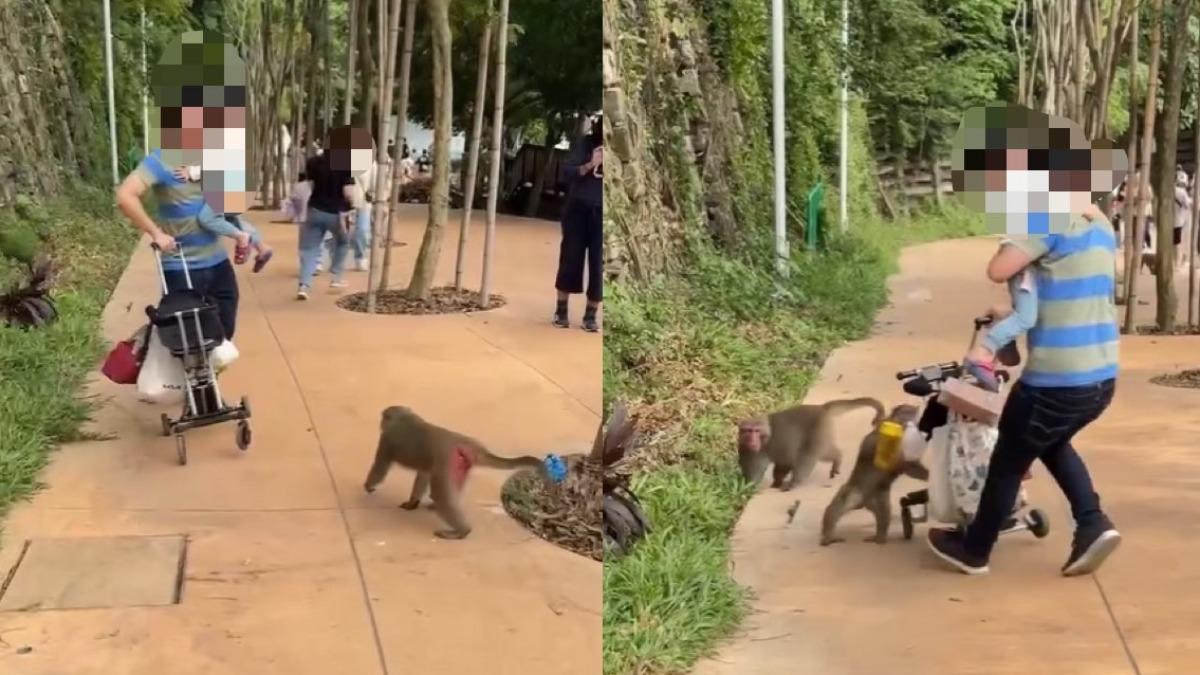 壽山動物園獼猴軍團「洗劫嬰兒車」遊客驚逃　網指這錯誤
