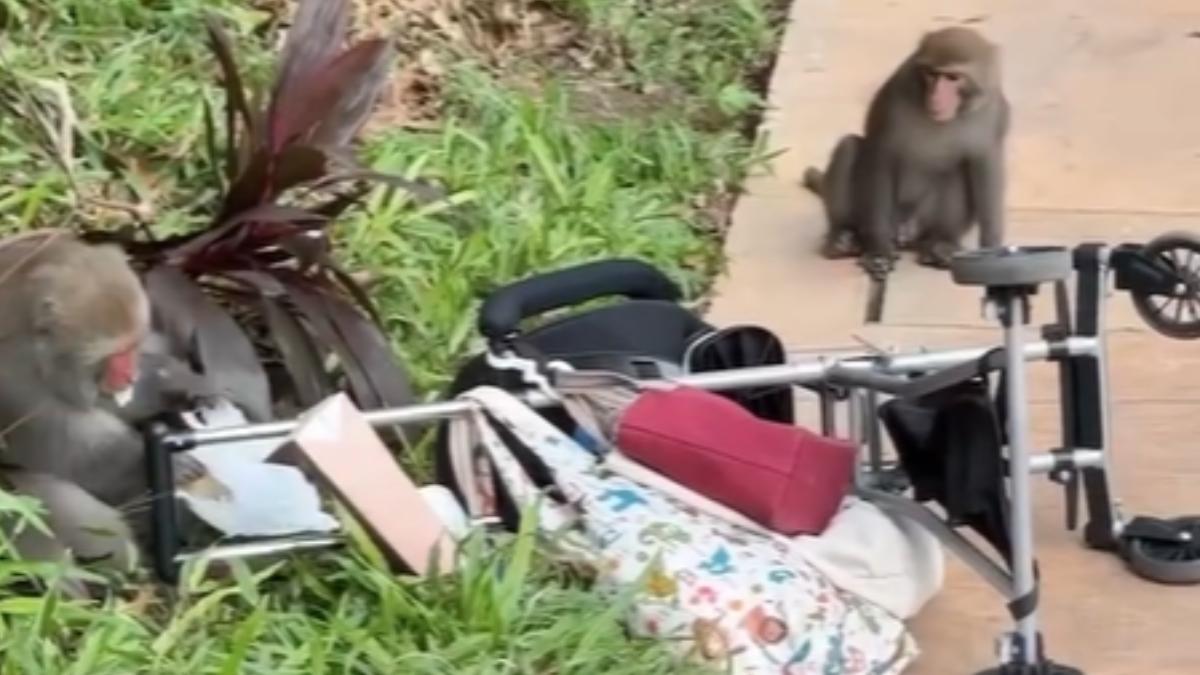 高雄獼猴襲擊嬰兒車。（圖／翻攝自Thread＠karenchano8o8）