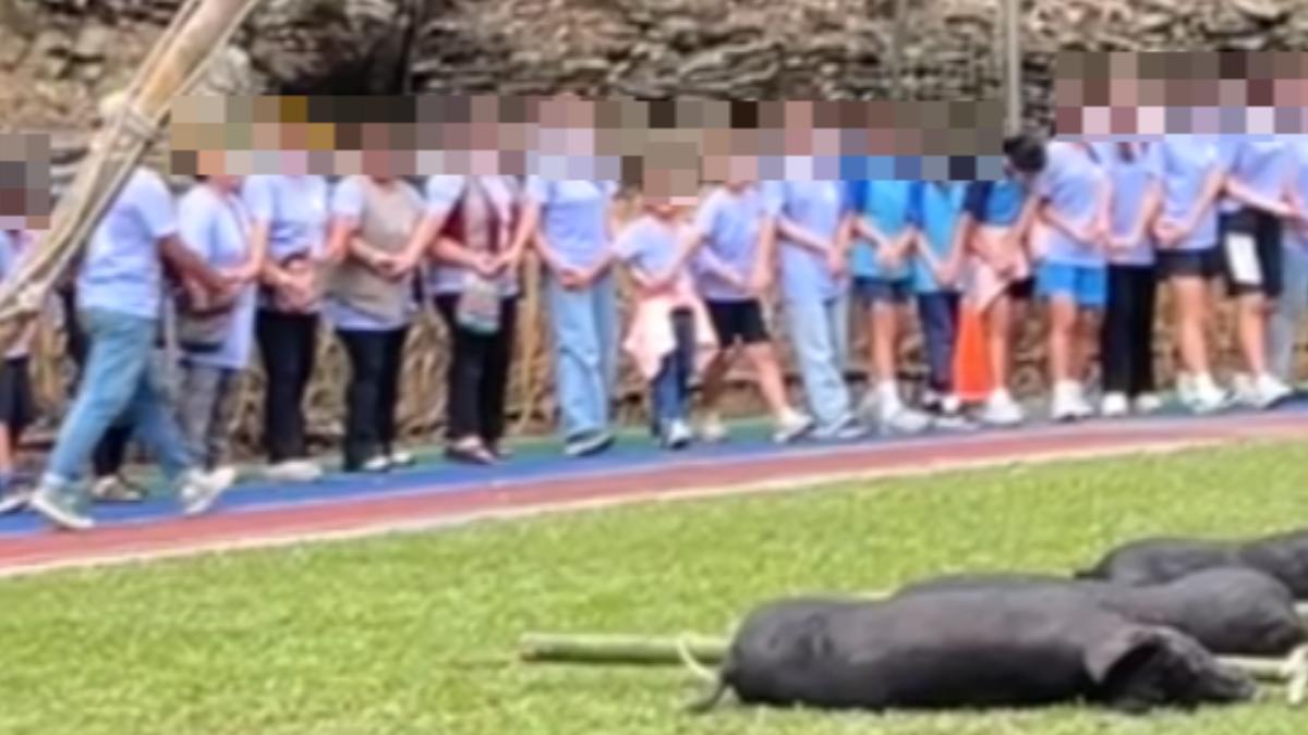 原民勇士們也將豬隻放在操場中央,圍一圈跳起勇士舞。(圖/張女提供)