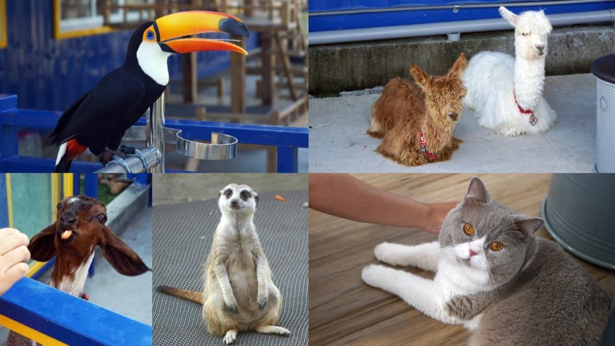 高雄迷你動物園!「狐獴、小羊」近距離互動 超萌貓狗任你嚕