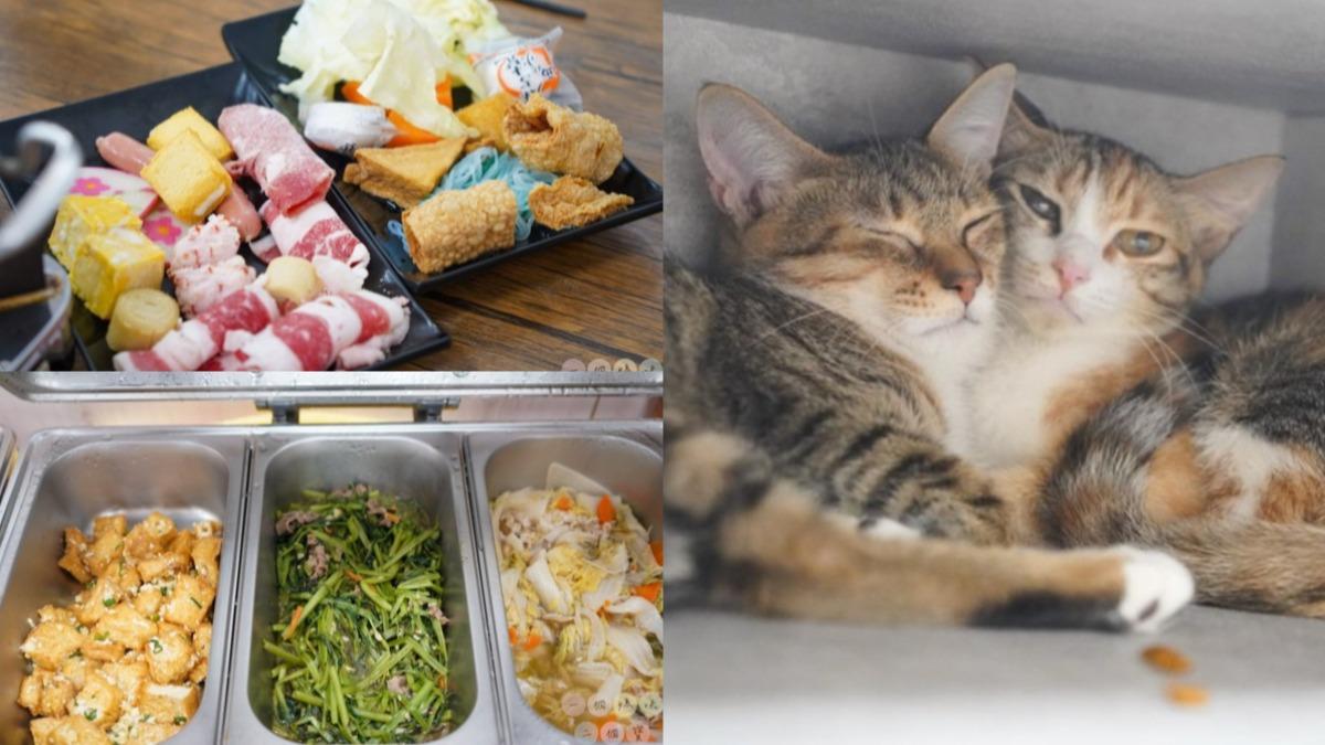台中吃到飽還能擼貓!260元「自助吧吃到爽」 加1百火鍋無限吃