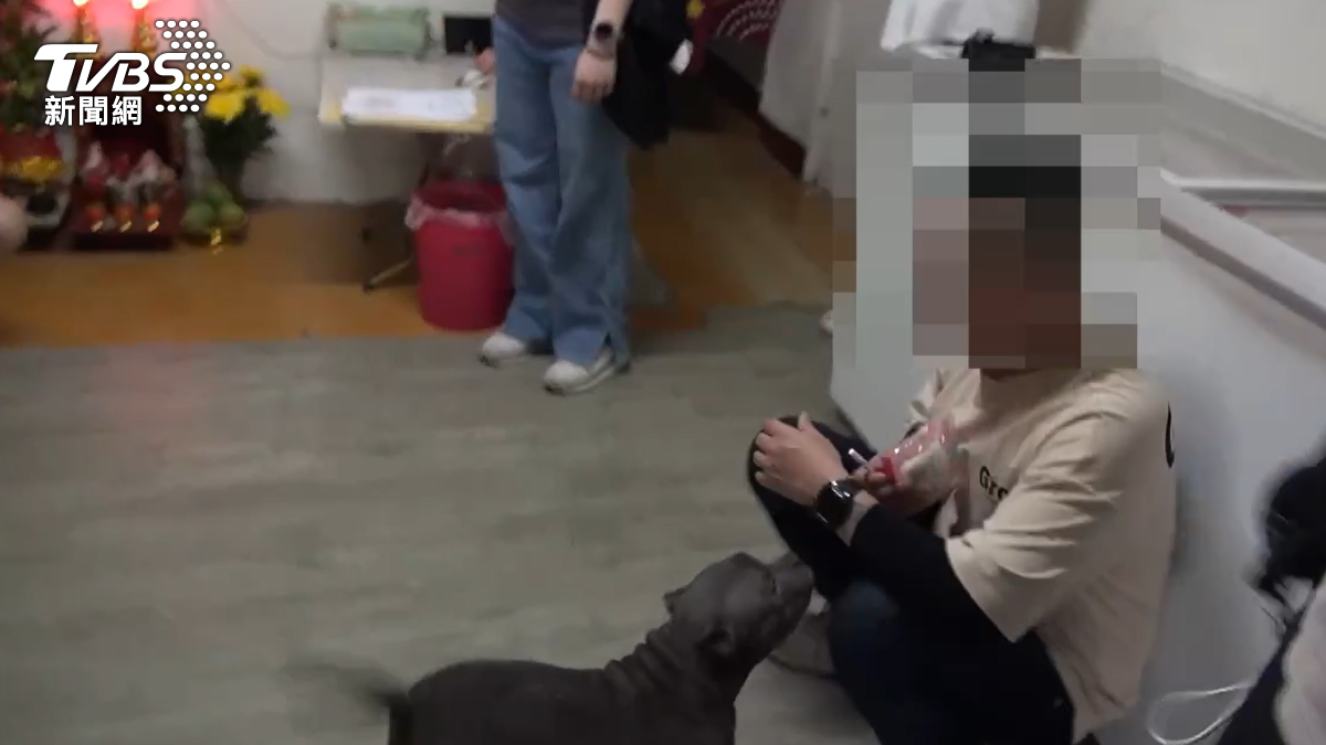 有片/我被抓了!毒販不捨比特犬太熱 求警帶去冷氣房「吹狗」