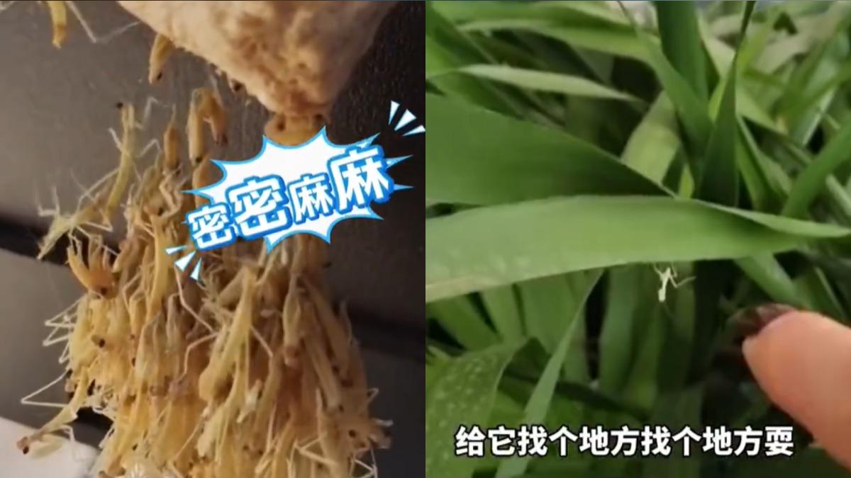 中國女子電腦螢幕後一大窩螳螂寶寶 密集恐懼症發作