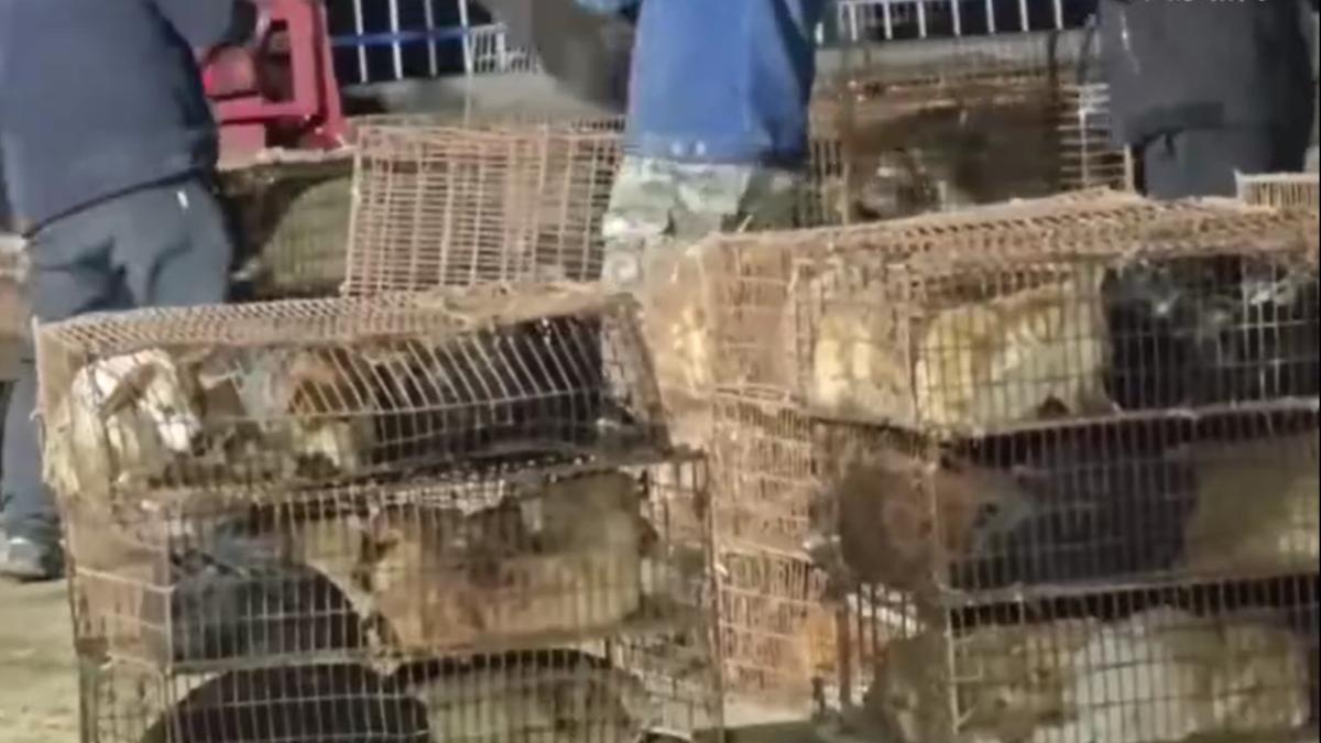 路上都是血！河南載400隻狗貨車遭攔　吊出「千隻貓狗」屠宰場