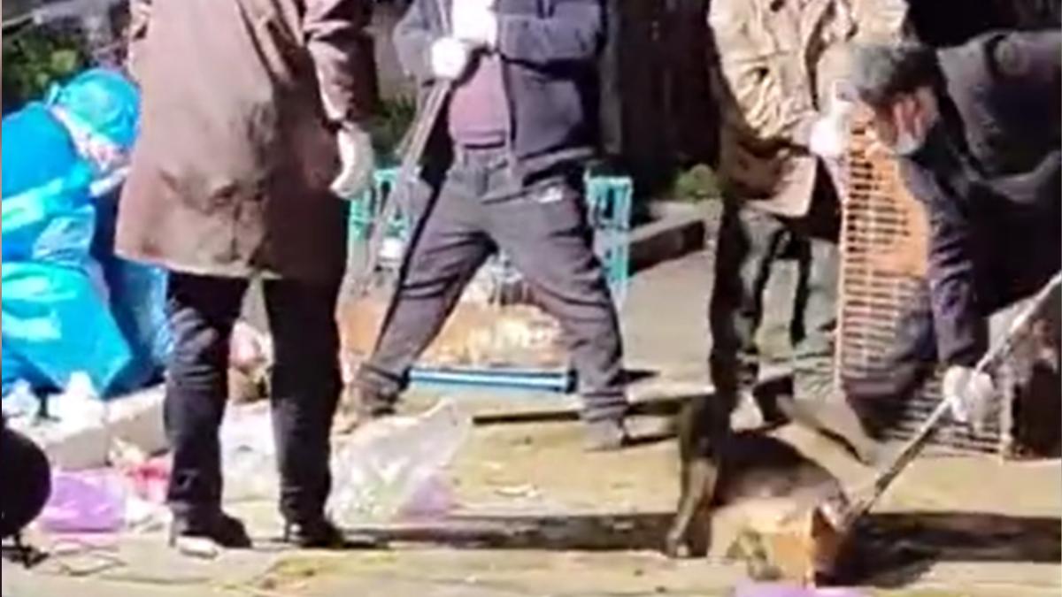 現場檢測動作十分粗暴將狗重摔在地。(圖/翻攝自微博大象新聞)