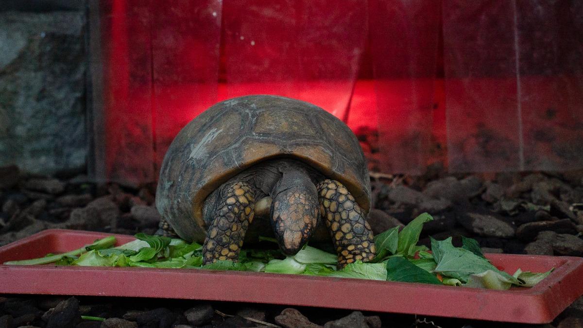 保育員會為陸龜提供保溫燈、夜燈、陶瓷燈及加溫板等作為輔助熱源。(圖/動物園提供)