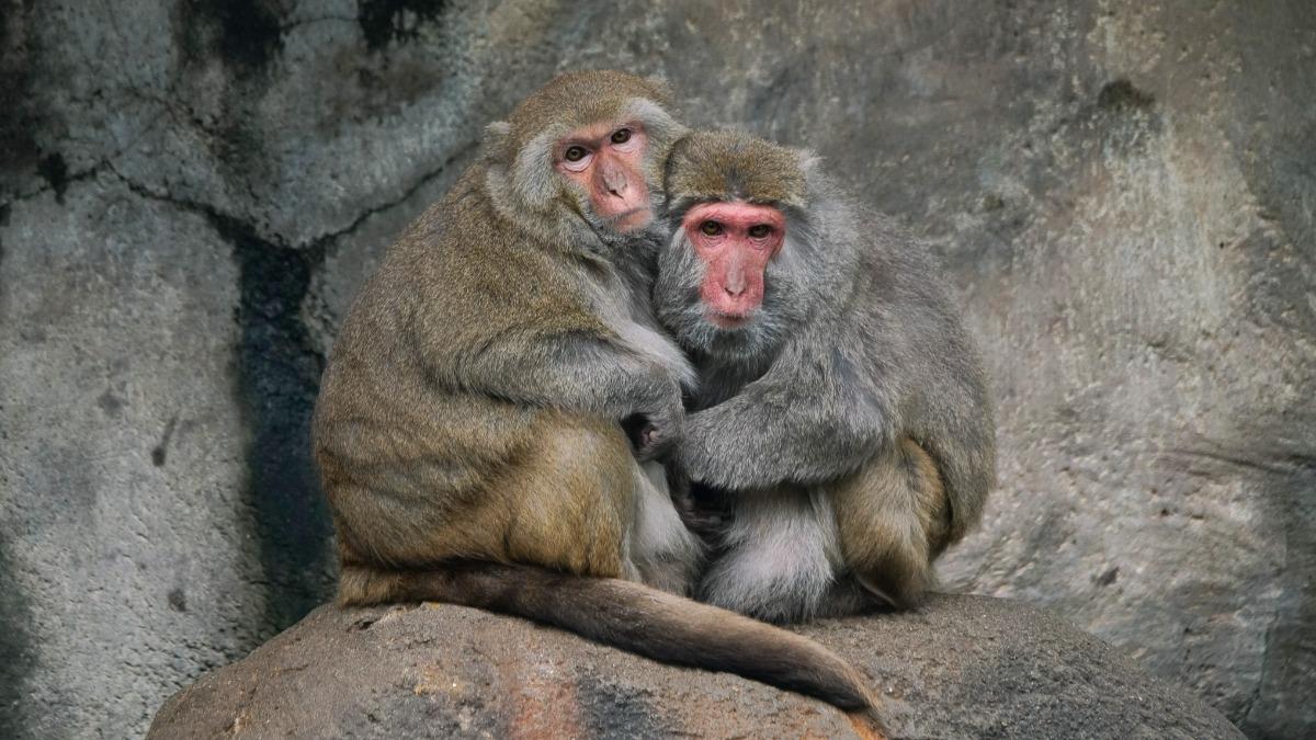 靈長類的獼猴們會選擇相互擁抱取暖。(圖/動物園提供)