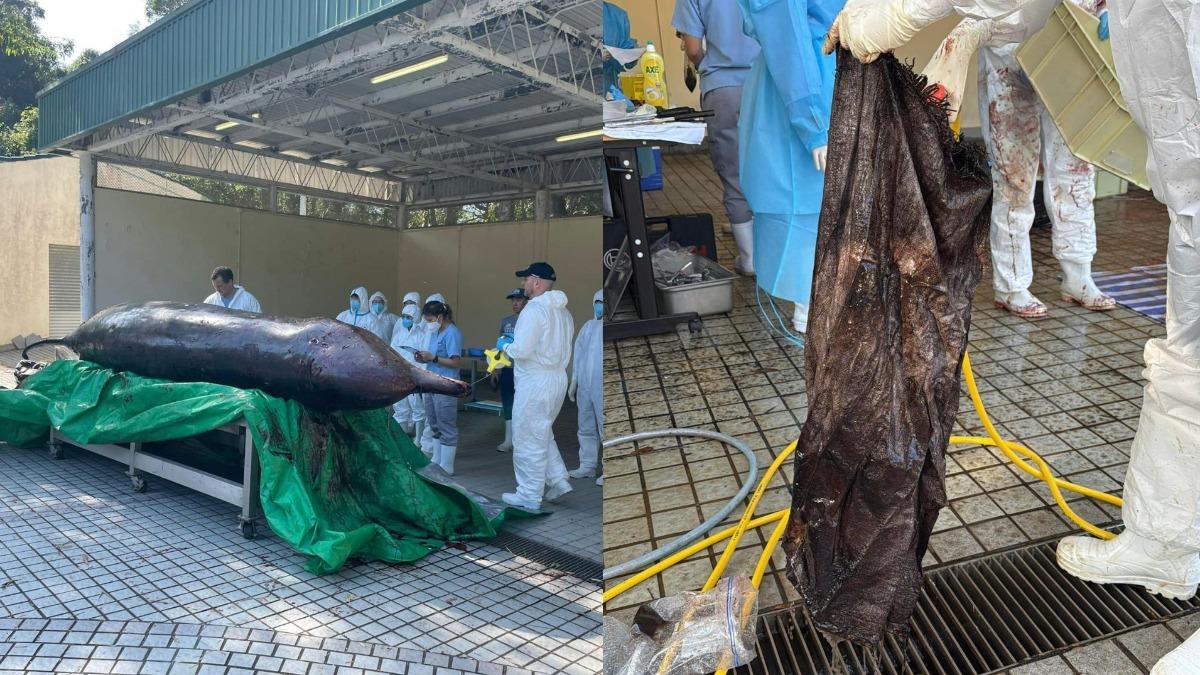 獸醫在鯨魚的消化系統內發現一個大型帆布袋，但是否為最終死因需要進一步分析。（圖／翻攝自漁農自然護理署臉書）