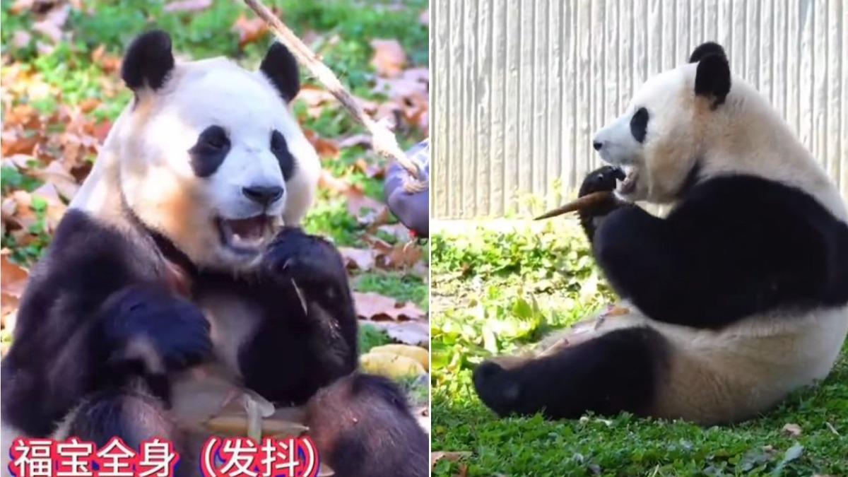 大貓熊「福寶」吃東西狂發抖!中國官方緊急做檢查 網怒:別蒙混過關