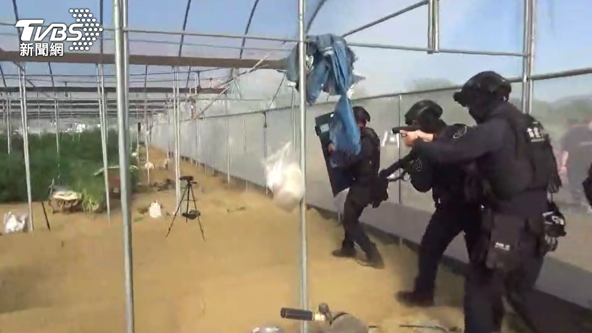 有片/台灣最大溫室大麻占地3甲 警驚險攻堅「險遭毒蛇咬」