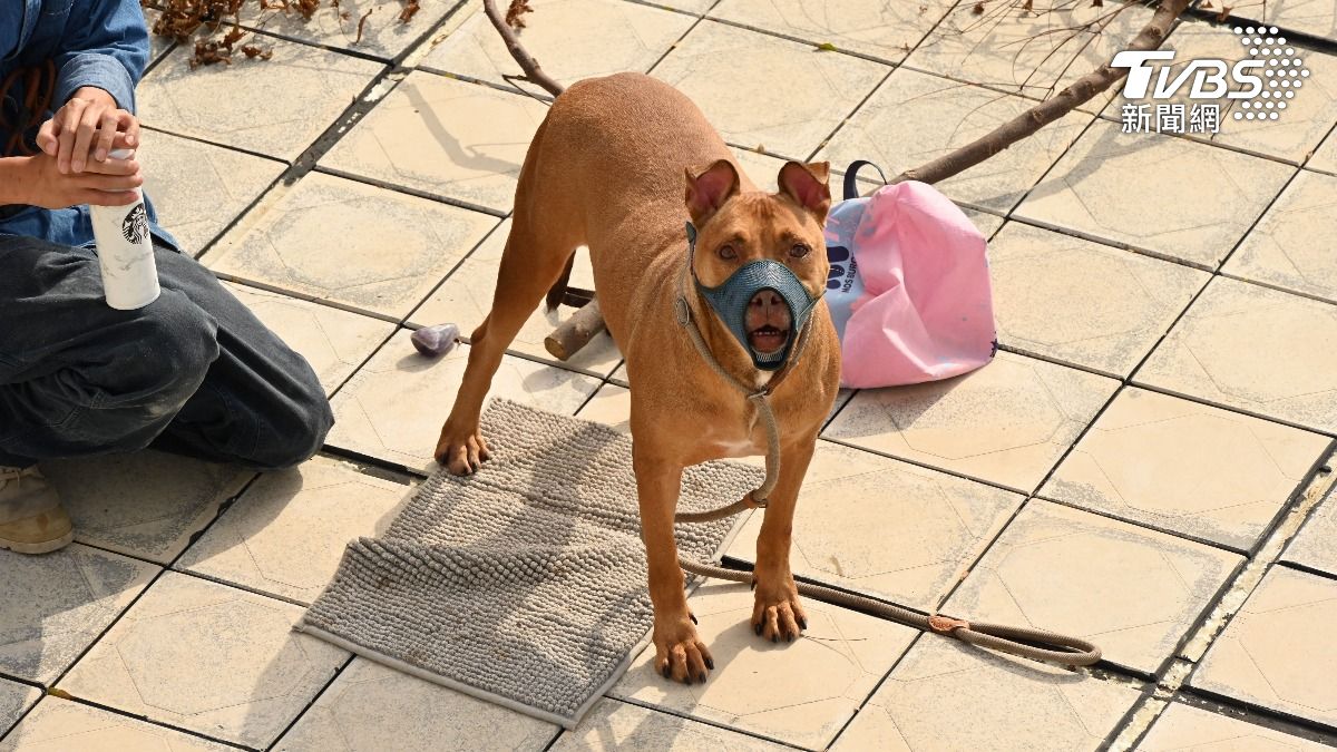 比特犬「撕咬死人」!監禁3年出籠了 訓犬師:仍具攻擊性