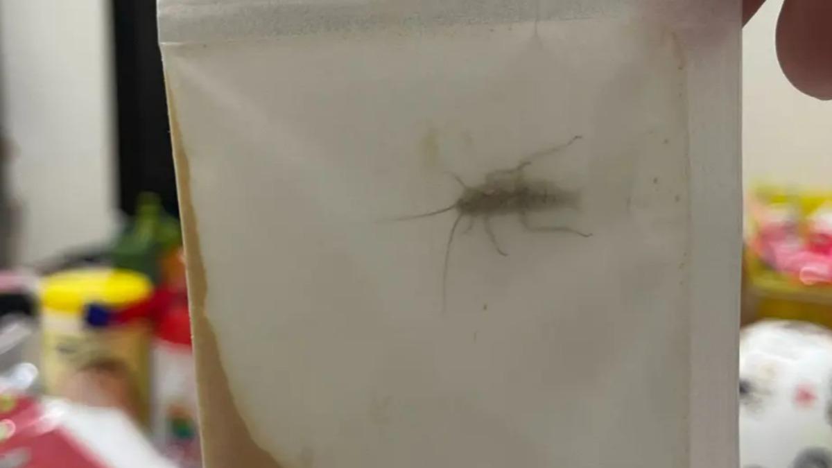 桃園媽餵孩吃藥驚見「活體蟑螂入袋」 噁嚇:有多髒?