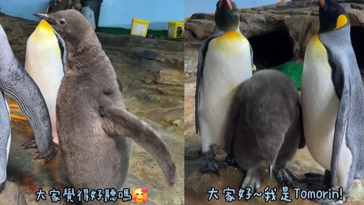 桃園Xpark企鵝寶寶名字出爐!動漫主角「Tomorin」奪冠