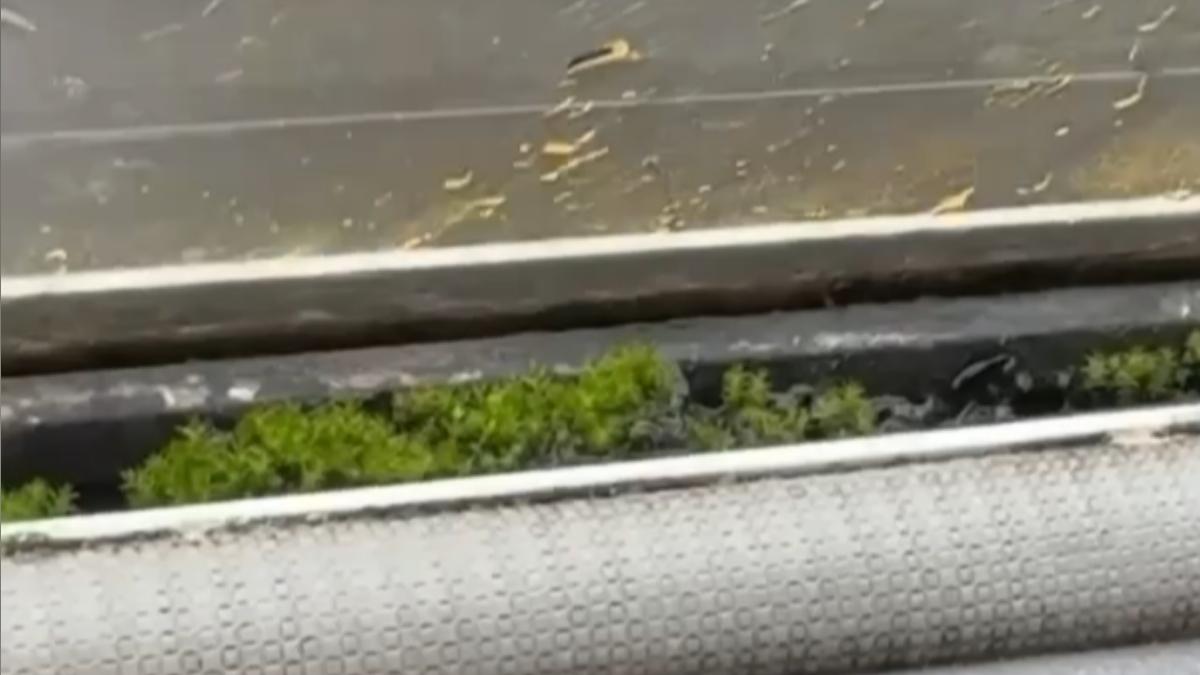 綠色公車?車窗間隙竟「長一排草」 網酸:28年基隆人首次見