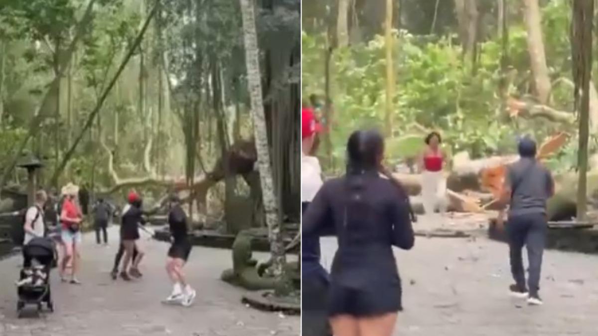 有片/峇里島猴子森林颳強風吹倒3大樹 2女遊客遭砸身亡