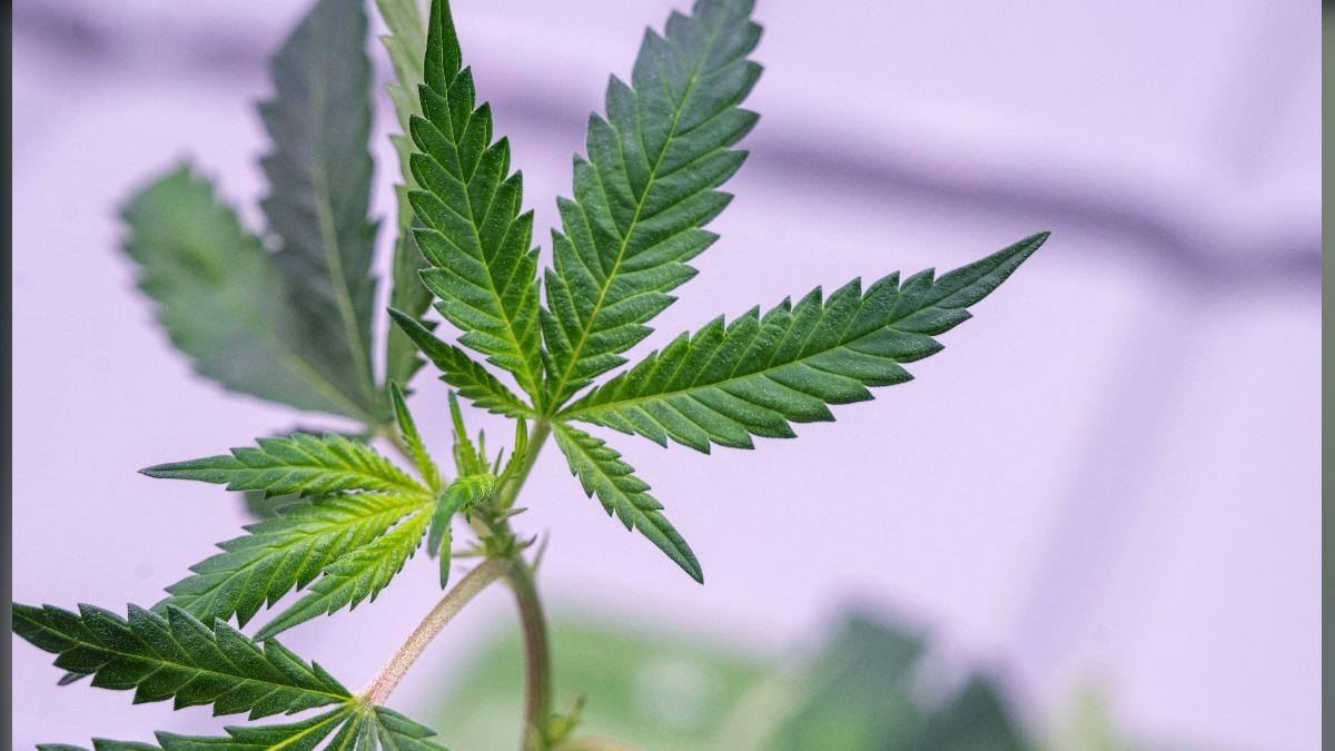 快訊/日本醫療用大麻正式生效合法!防違法吸食祭出嚴懲