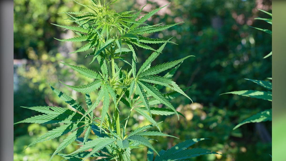 日本同時將開放種植用於提取藥品原料的大麻植物。(圖/達志影像美聯社)