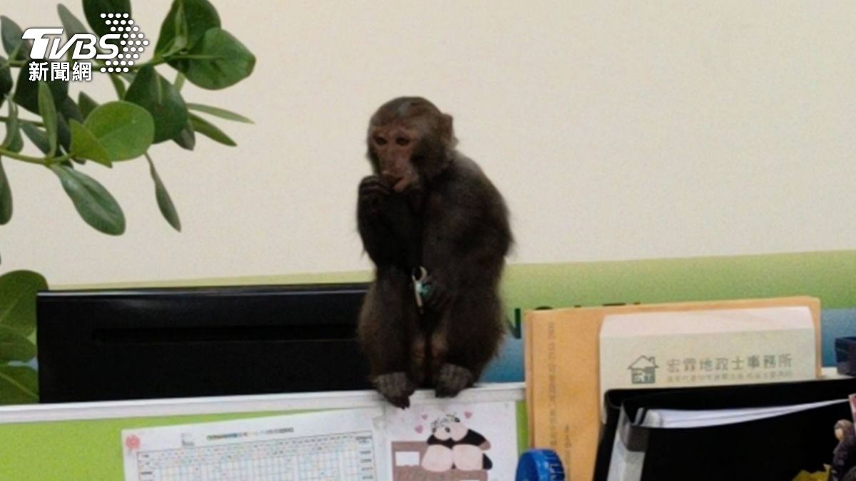 來應徵嗎?帶鏈獼猴大鬧桃園 溜進辦公室好奇參觀