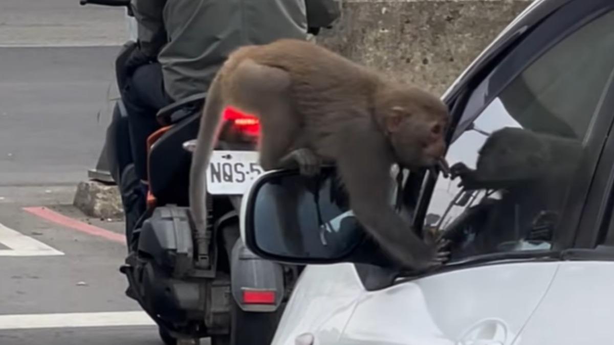 獼猴帶鏈跳車子後照鏡、溜進辦公室。(圖/翻攝自桃園爆報二臉書)