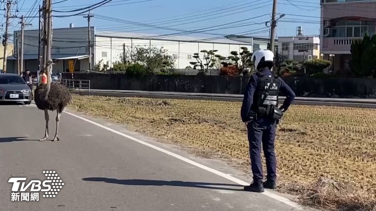開車竟遇鴕鳥擋道!調皮與台中警瞪眼對峙 逃家仔跟飼主慘了