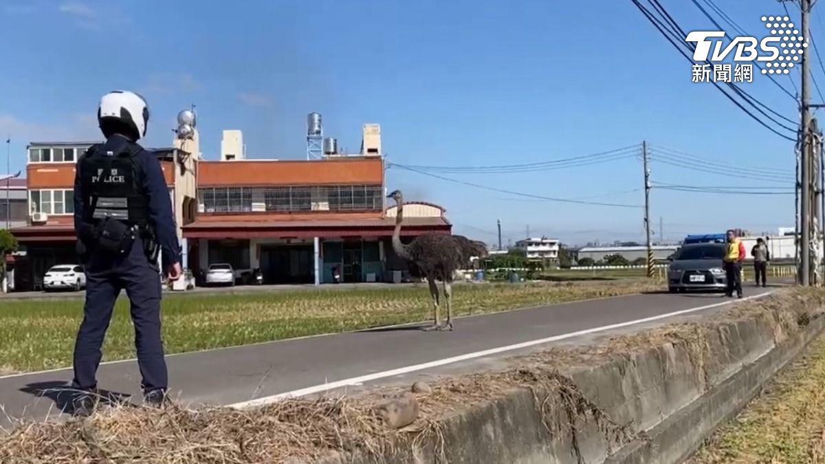 警方和義警分隊一同前往,果真看到鴕鳥。(圖/TVBS)