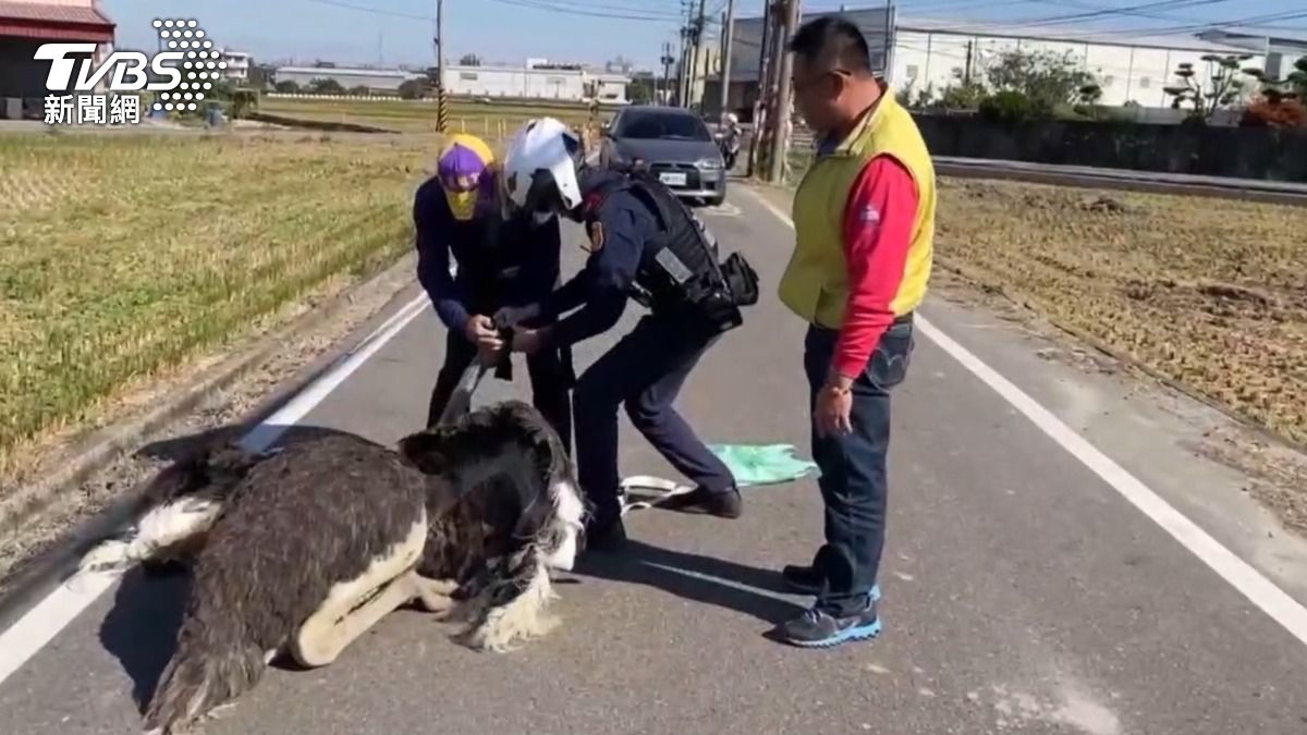 警方緊緊跟隨鴕鳥、縮小鴕鳥行進範圍,最終順利排除「路障」。(圖/TVBS)