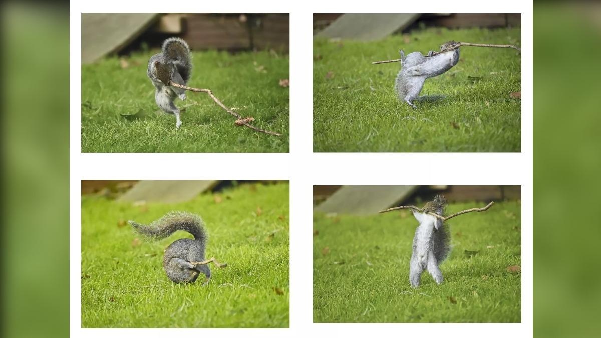 洛布( Flynn Thaitanunde-Lobb)的四張搖滾明星松鼠。(圖/翻攝自Nikon Comedy Wildlife Awards)