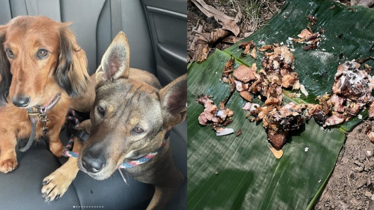 謝嘉怡攜愛犬出門散步,2愛犬食用路邊的肉腸後卻倒下抽搐。(圖/翻攝自IG@lisamarie_tse)
