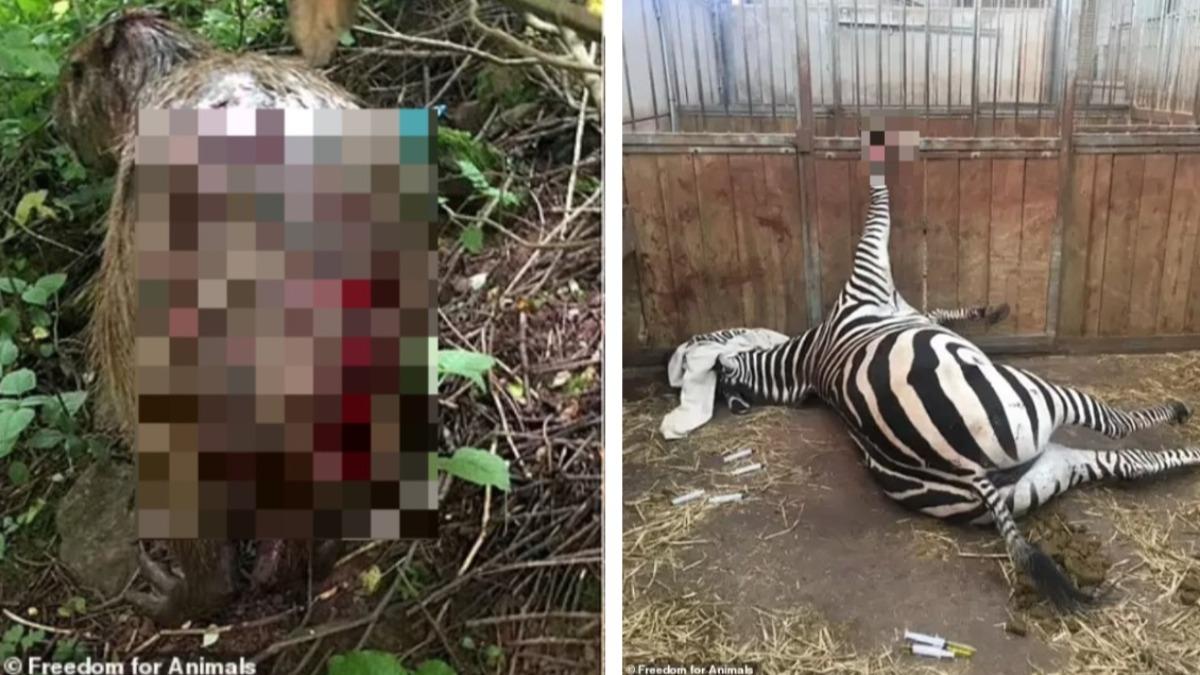 3年500隻動物死亡 英動物園水豚滿身傷、斑馬吊掛畫面曝