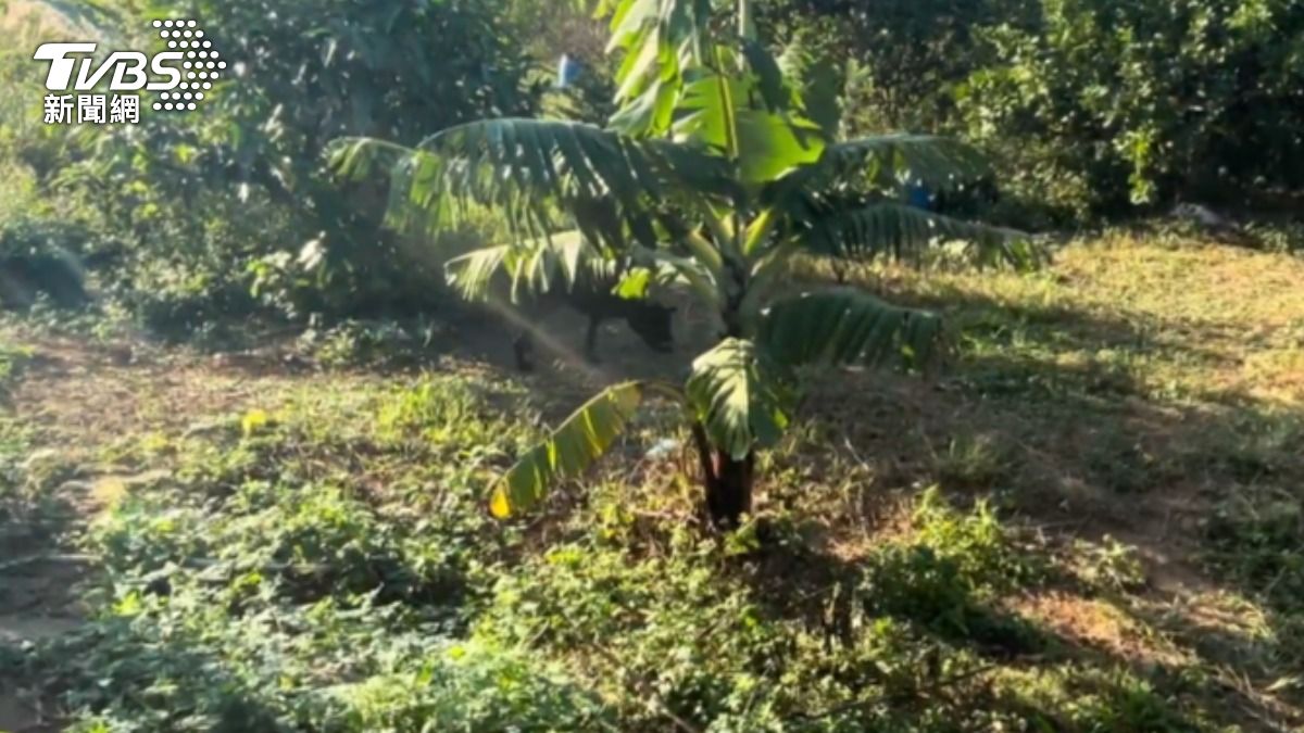 新竹失蹤男「頭骨被黑狗叼回」? 飼主嚇壞、警比對DNA曝真相