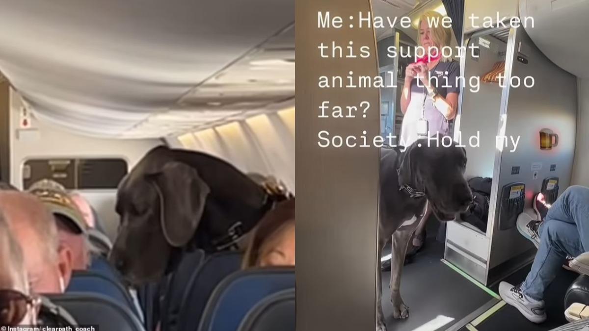 每排僅2座位！攜大型犬登機1理由獲准　空服員驚恐神情全被拍