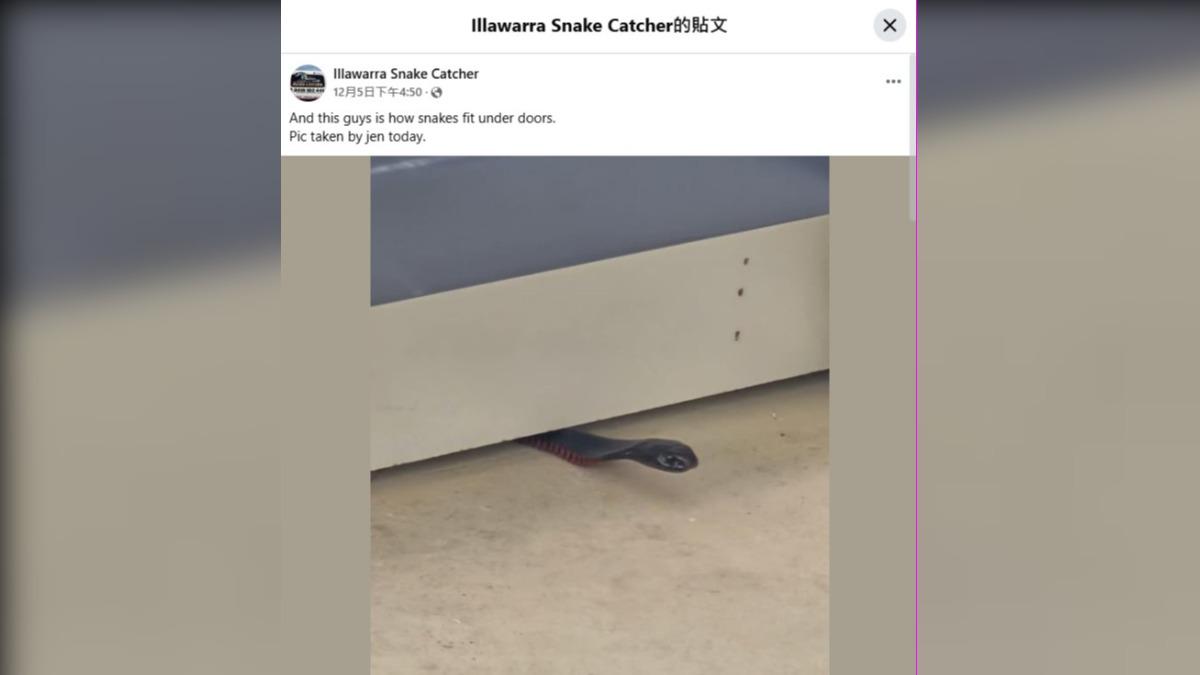 赤腹伊澳蛇壓扁身體通過門縫。(圖/翻攝自臉書 Illawarra Snake Catcher)
