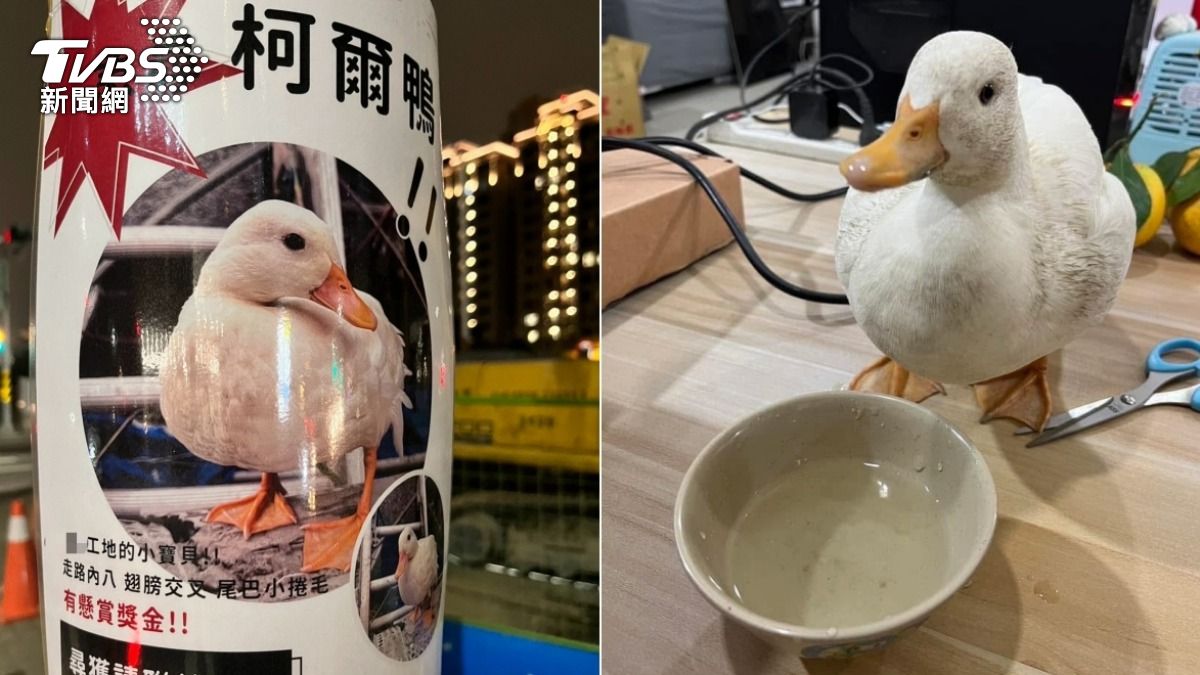 呆萌柯爾鴨走失逛大街!超壞網友:薑母鴨無誤 結局曝光
