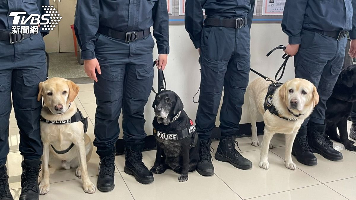 退役警犬排排站,等待上台。(圖/TVBS)