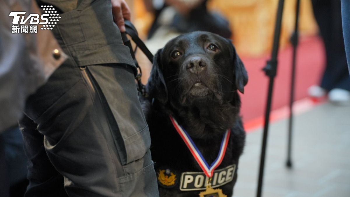 警犬「首領」。(圖/TVBS)