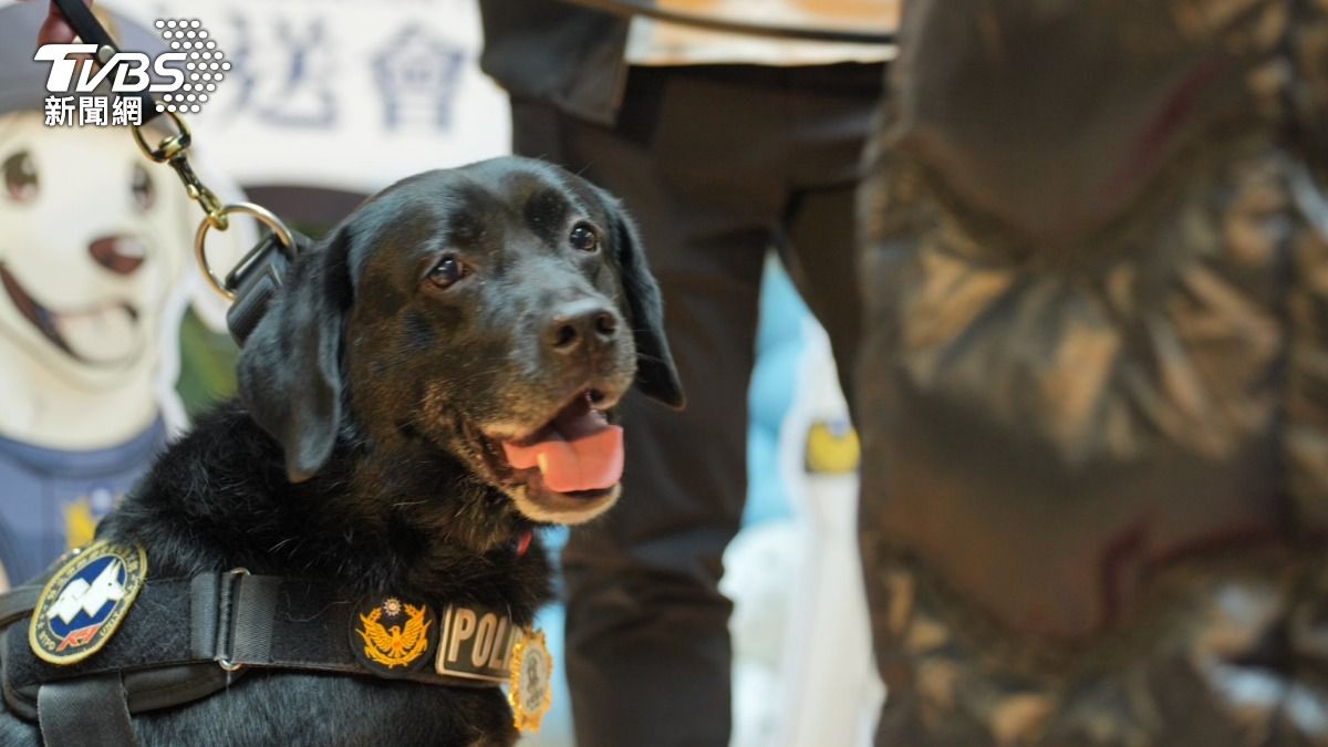 警犬「飛達」。(圖/TVBS)