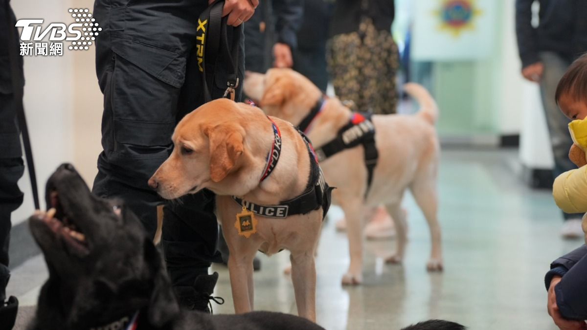 警犬「YUTU」。(圖/TVBS)