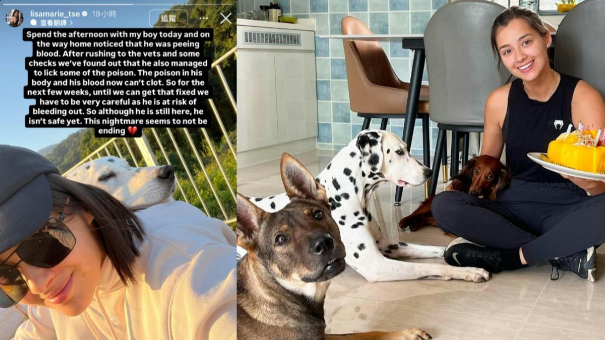 2愛犬「誤食毒肉」慘死!慘排血尿 前港姐:噩夢似未完結
