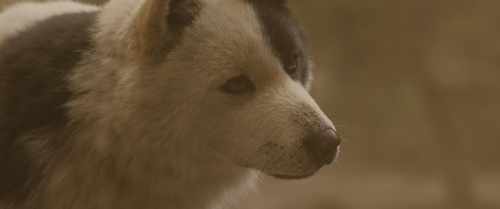 導演曾利文彥特意把CG的妖犬做得沒那麼逼真。(圖/翻攝自hakkenden_movie推特)