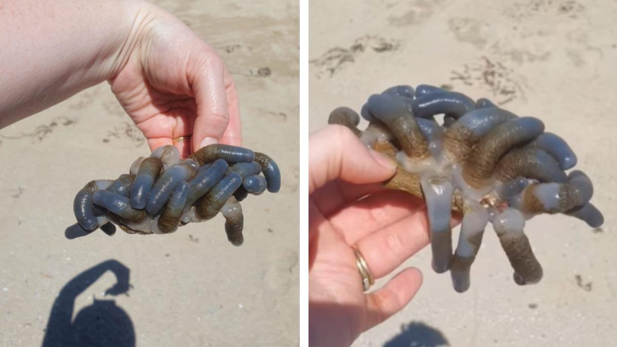 澳洲海灘驚見管狀「神秘生物」 如黑手指般交纏還有劇毒