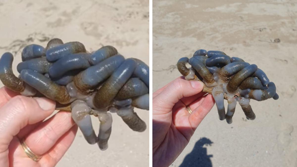 卡薩爾抓著生物附著的岩石展示。(圖/翻攝自 FB ID Please)
