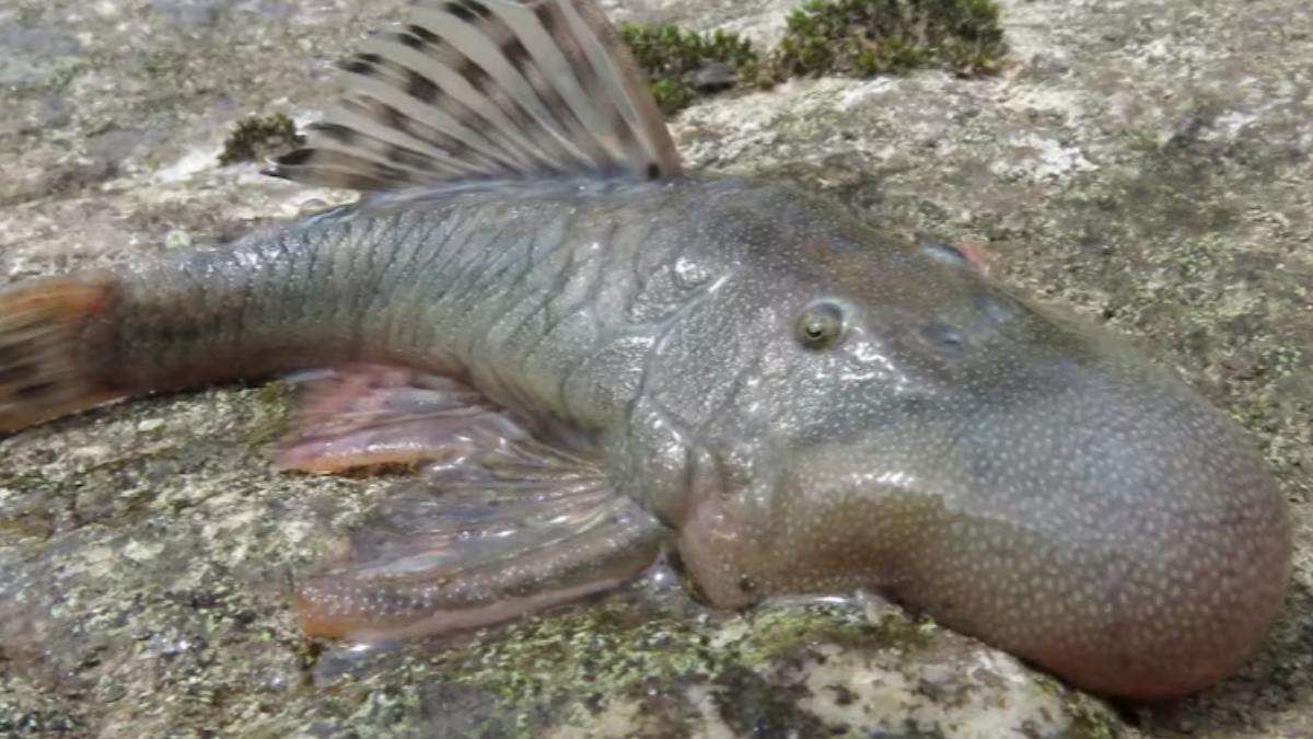 科學家也驚訝!秘魯發現27個新物種 圓頭魚、兩棲老鼠超稀有