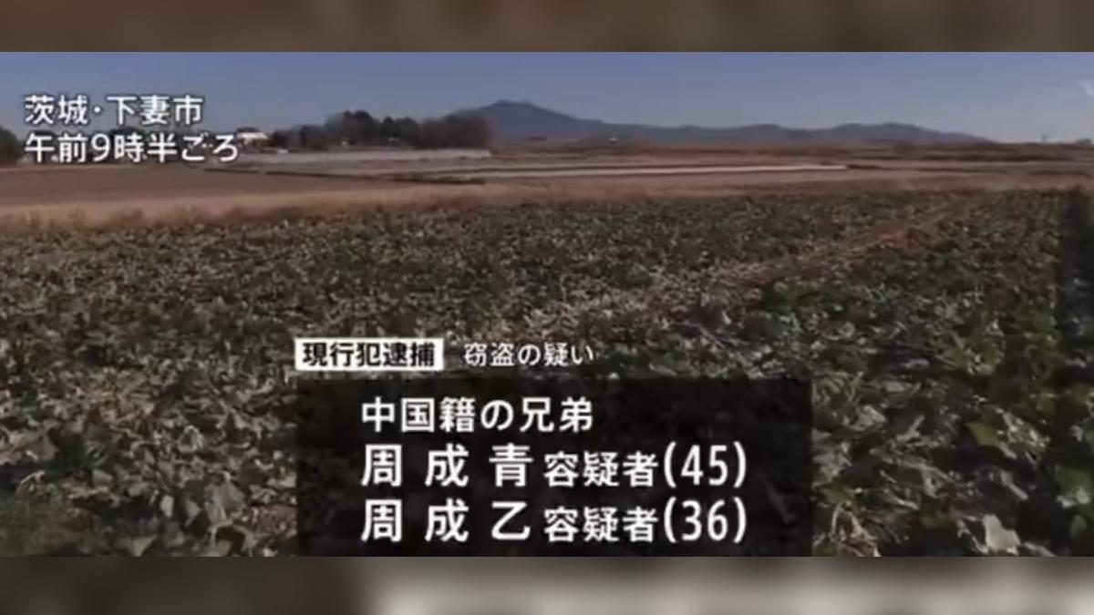 日3200顆高麗菜離奇消失!中國兄弟檔被逮 疑大規模洗劫菜園