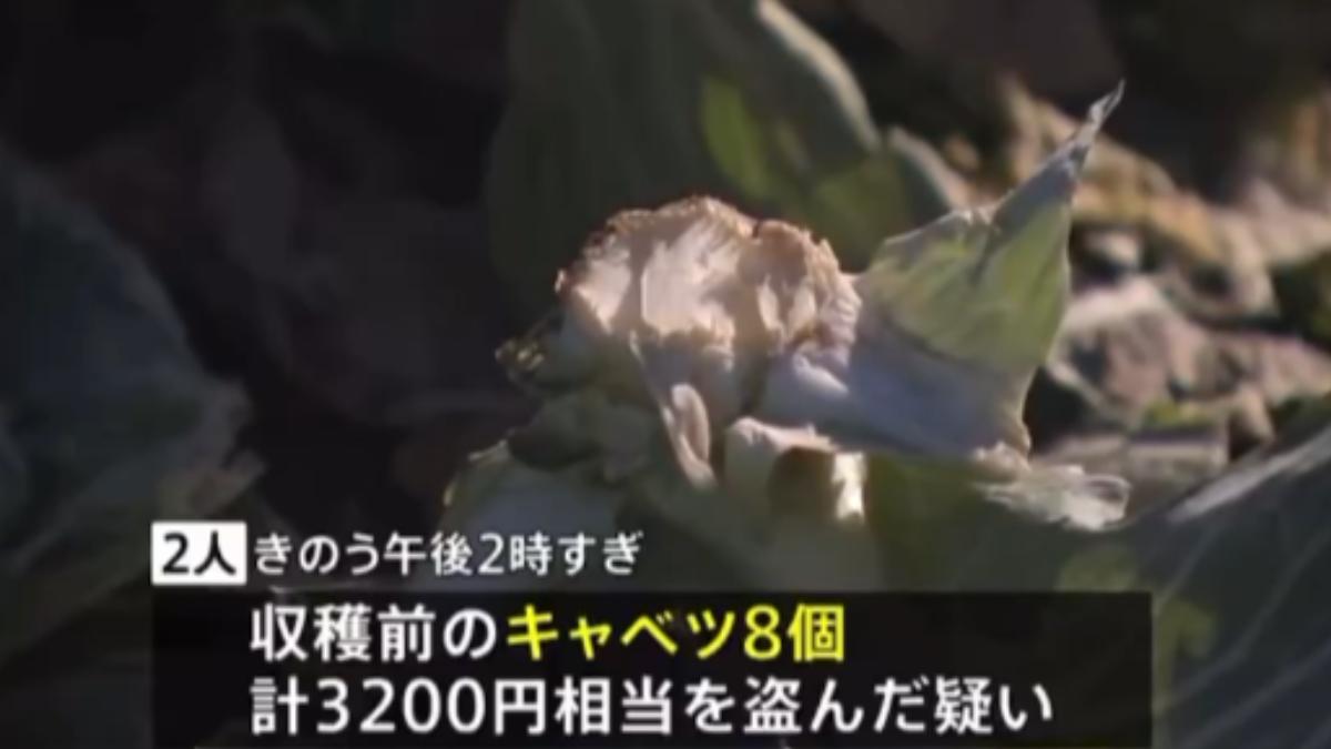 目前茨城縣菜農通報已累積至少被偷走3200顆。(圖/翻攝自TBS)