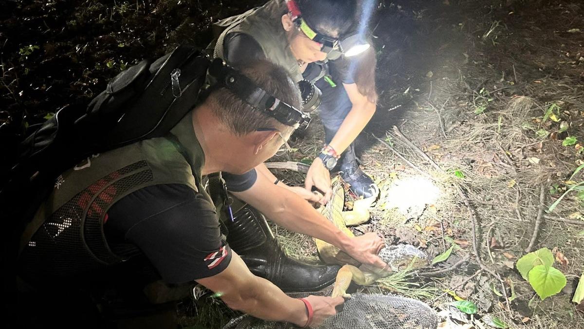高雄市農業局將於30日開辦綠鬣蜥捕捉訓練班，招收100個名額。（圖／高雄市農業局提供）
